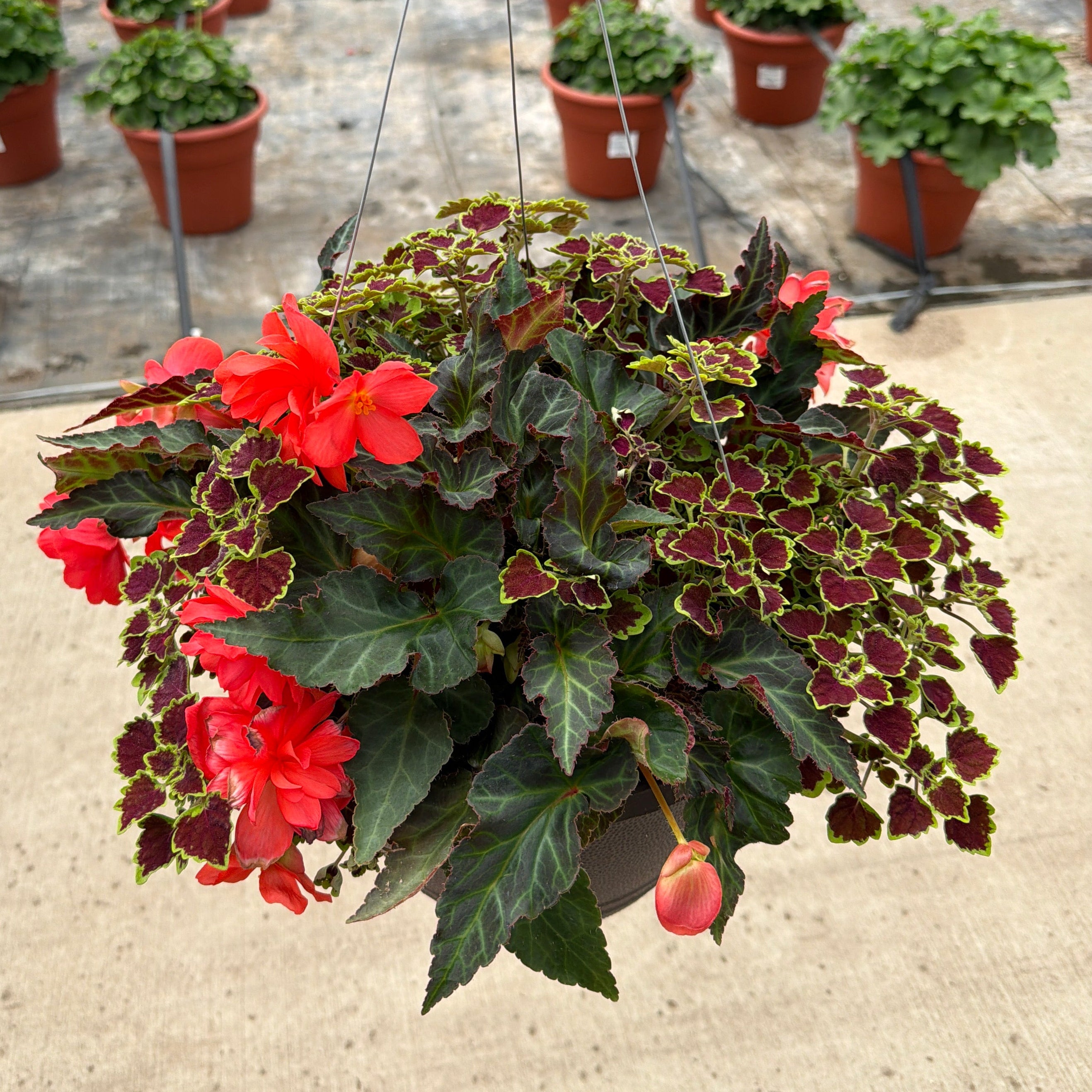 202 Miss Malibu - 11" Shade Combination Hanging Basket