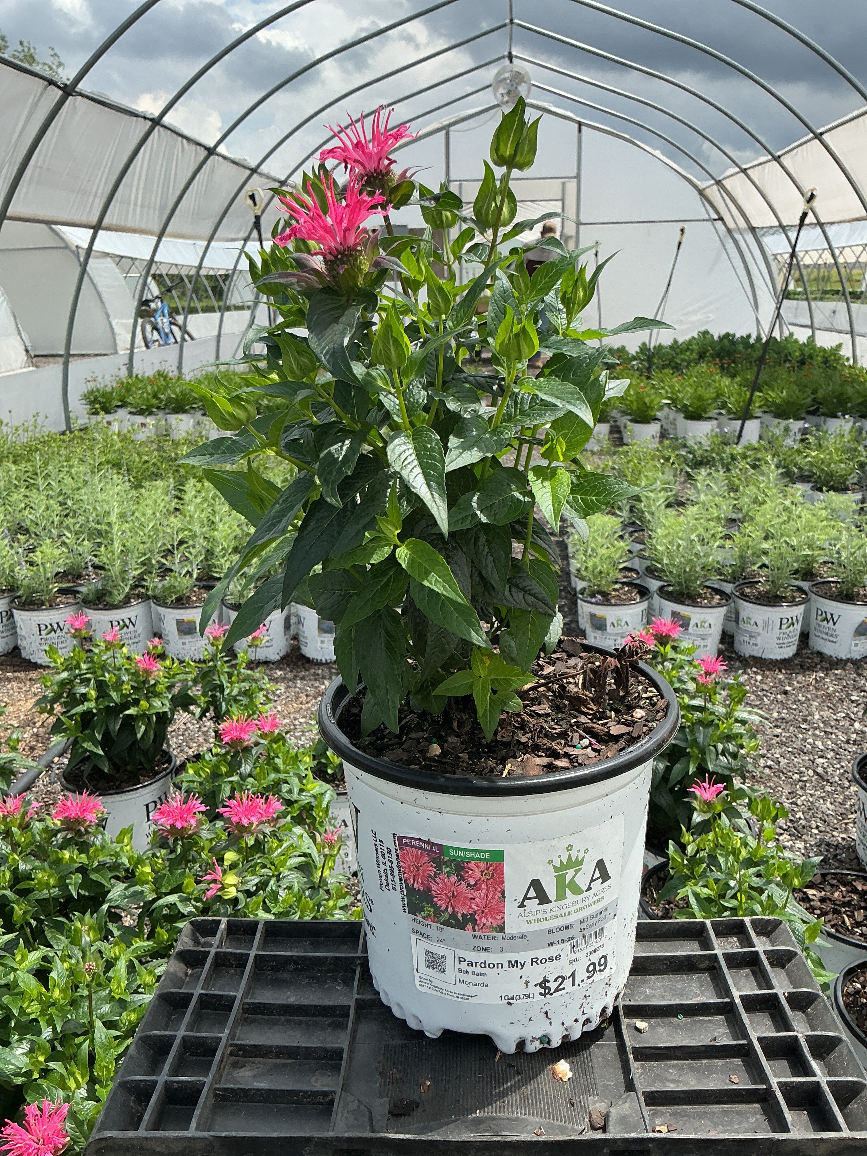 Monarda Bee Balm Pardon My Rose