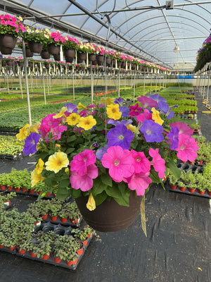 Petunia Easy Wave 704 Caliburst Mix - 11" Hanging Basket