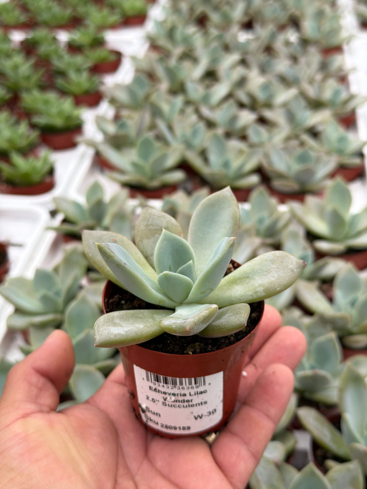 Echeveria Lilac Wonder - 2.5" Succulent