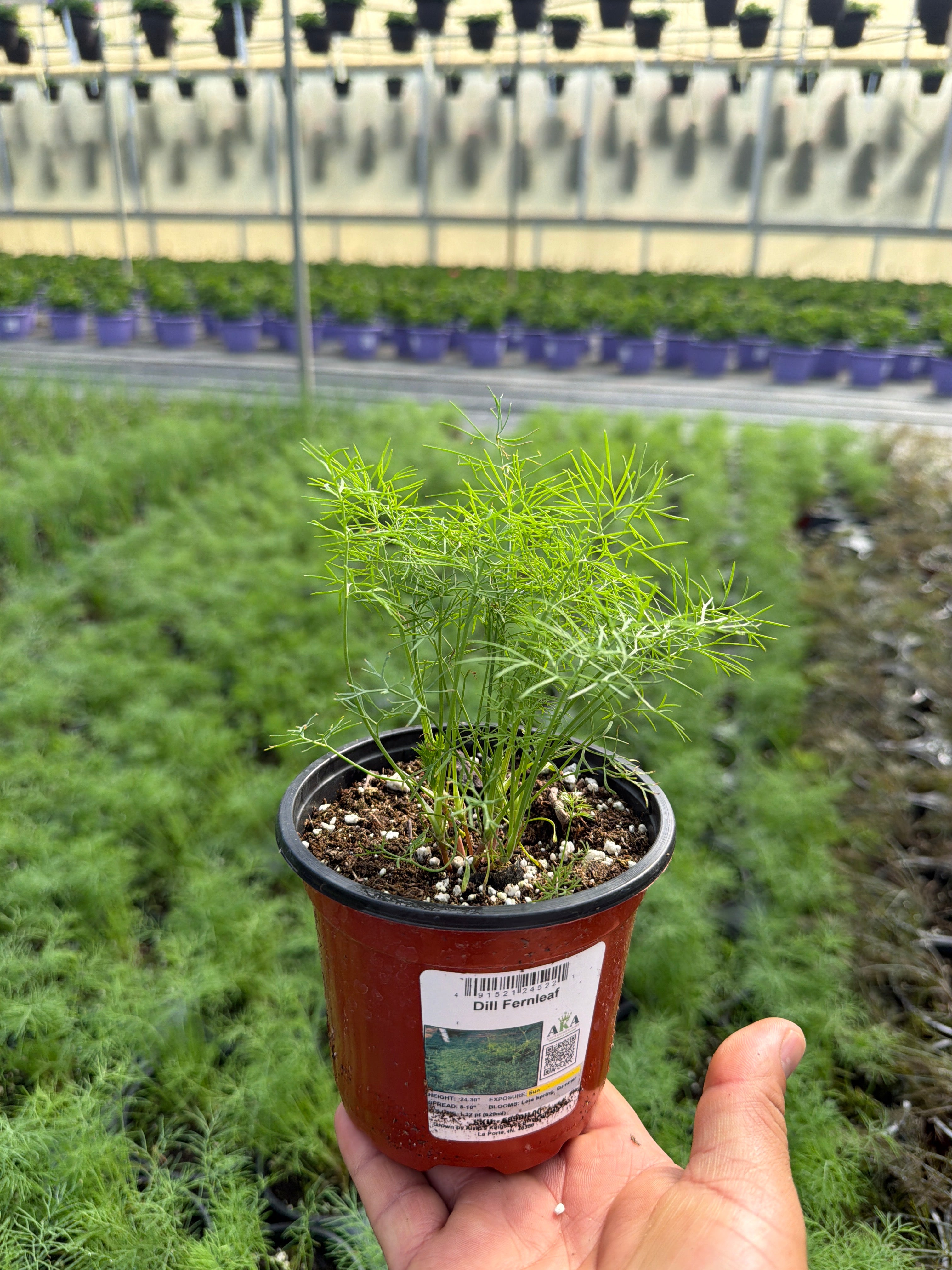 Dill Fernleaf - 4.33" Potted Herb