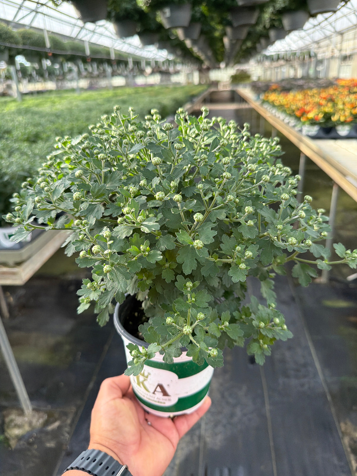 Adiva Purple - 5" Potted Garden Mum