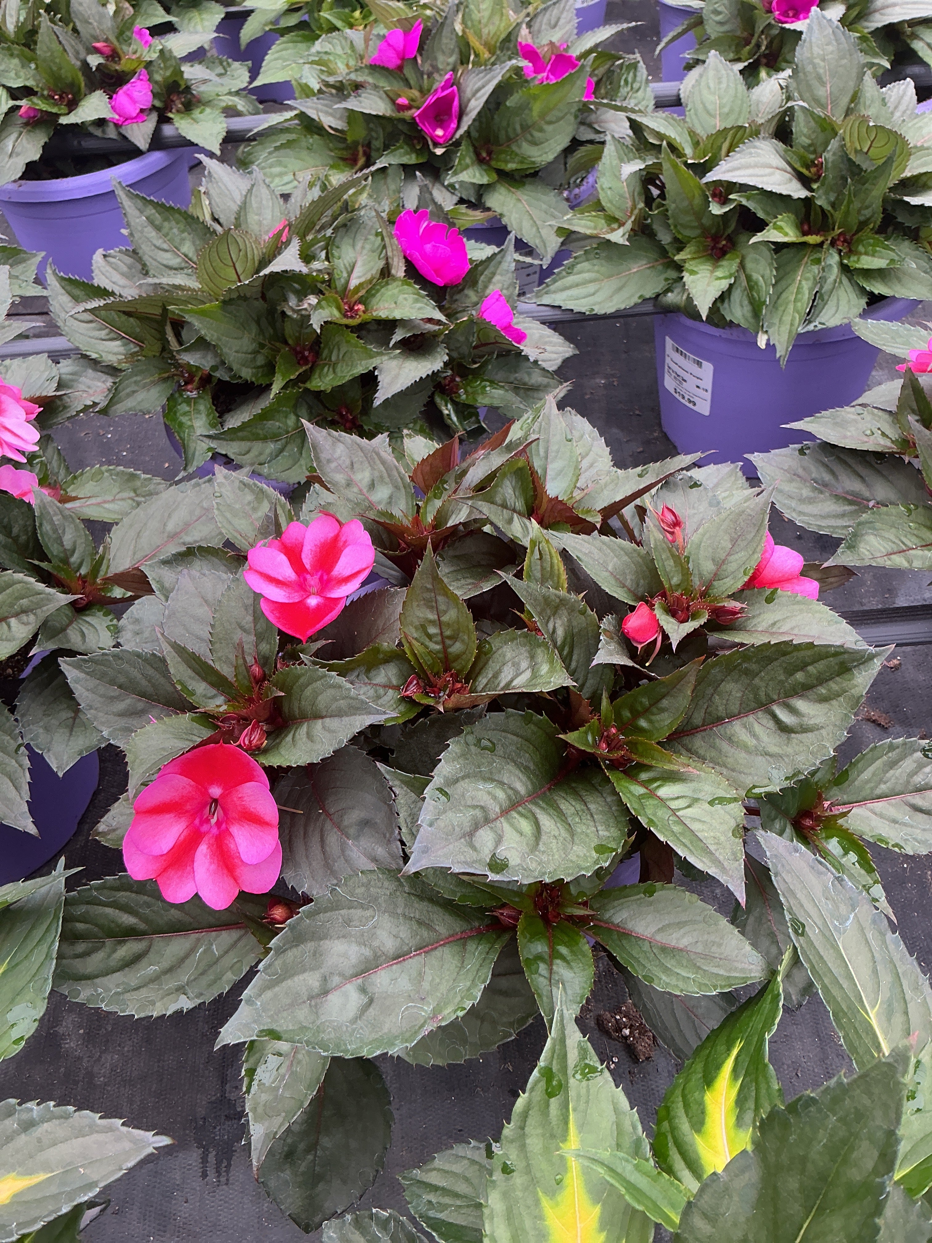 SunPatiens Red Candy - 8" Planter