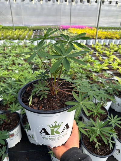 Lupinus Lupine Minarette Mix