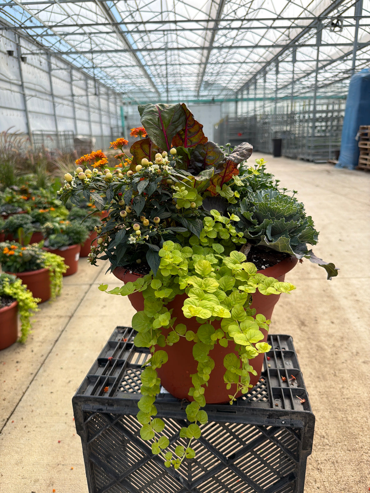 12" Planter Fall