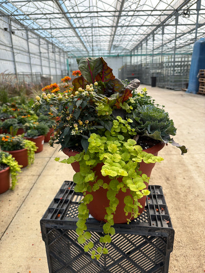 12" Planter Fall