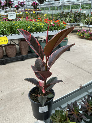 FO Ficus elastica Ruby