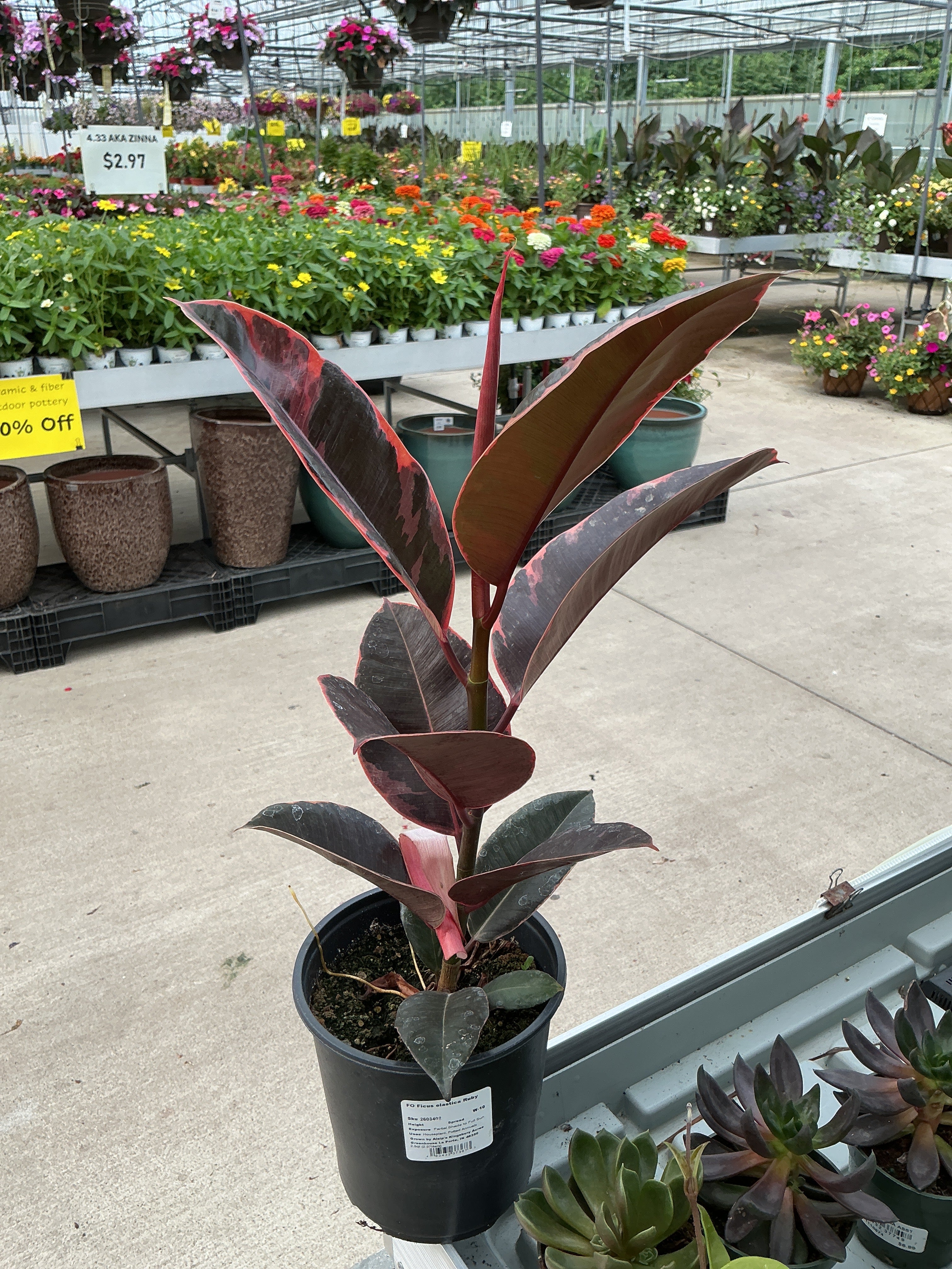 FO Ficus elastica Ruby