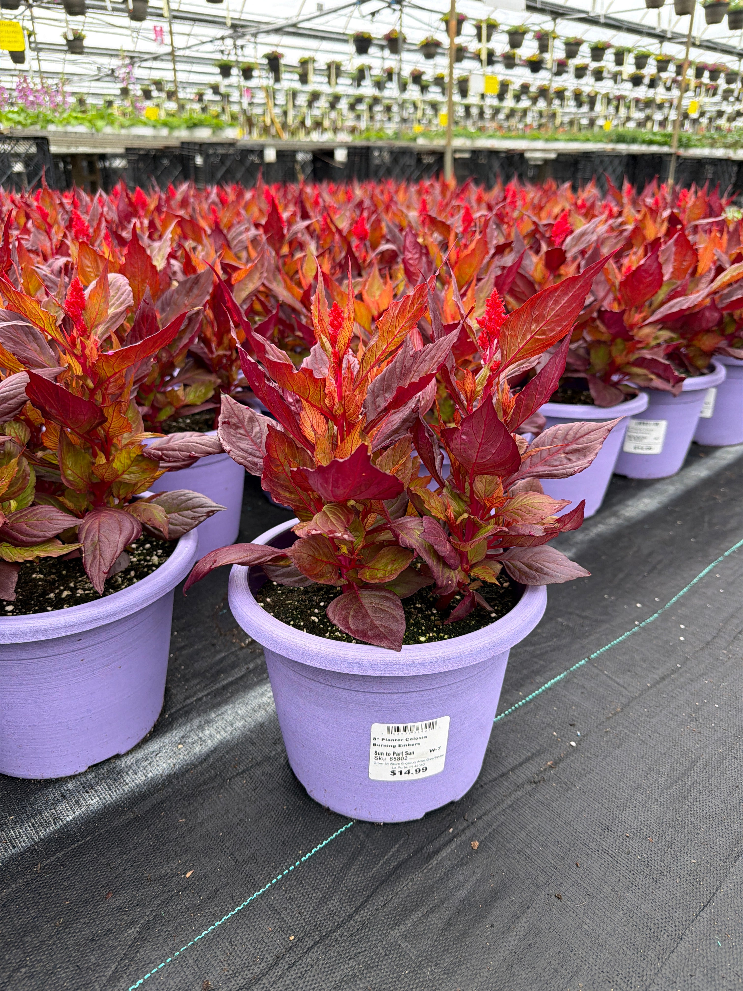Celosia Burning Embers - 8" Planter