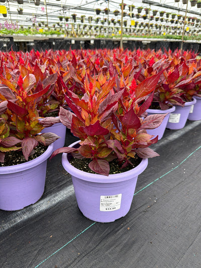 Celosia Burning Embers - 8" Planter