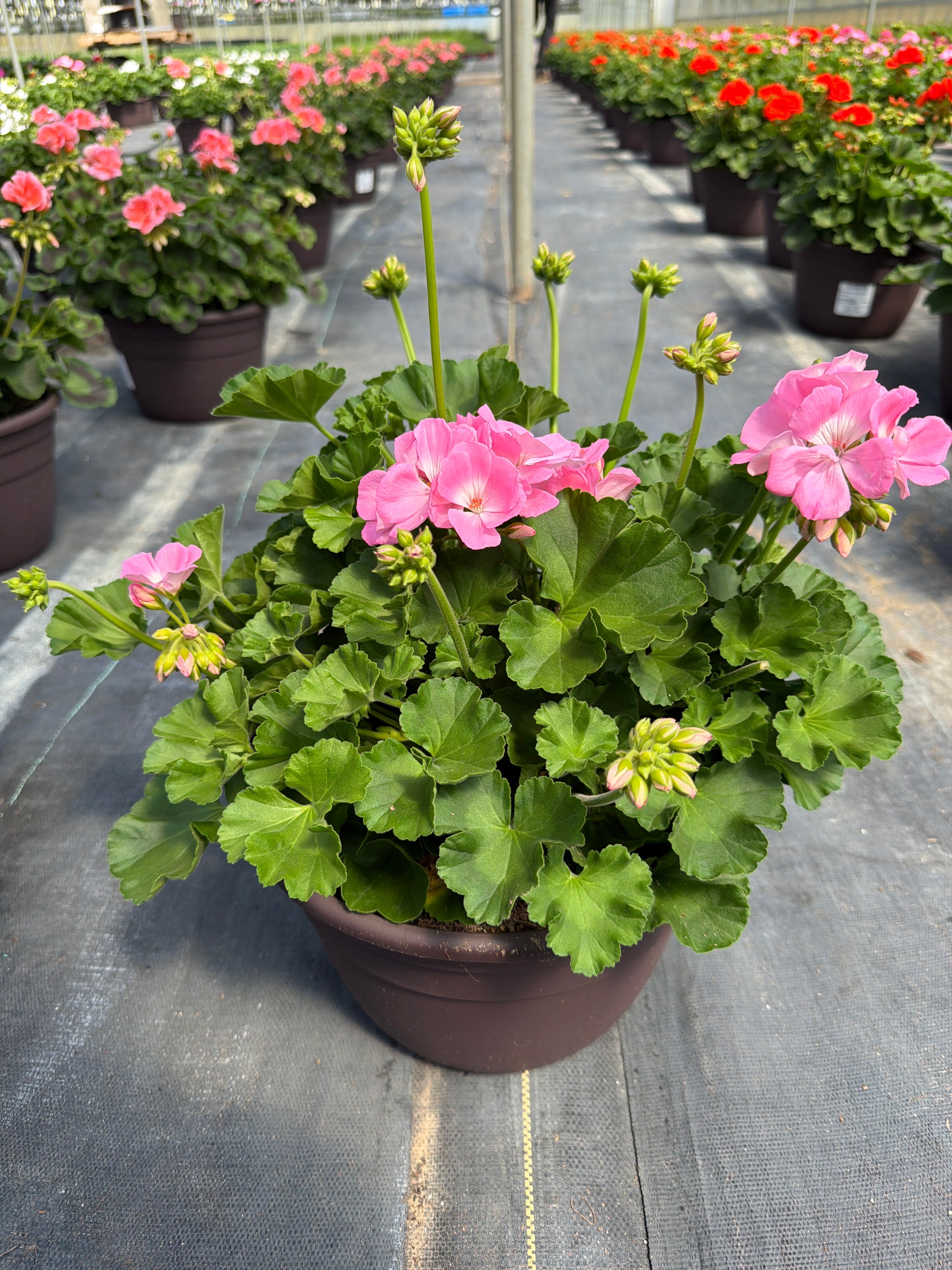 Geranium Dynamo Pink Light - 10" Planter