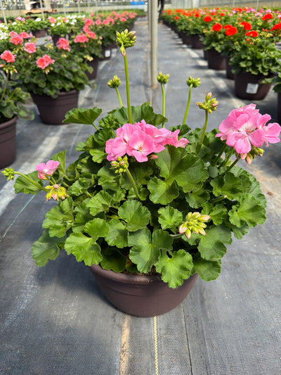 Geranium Dynamo Pink Light - 10" Planter