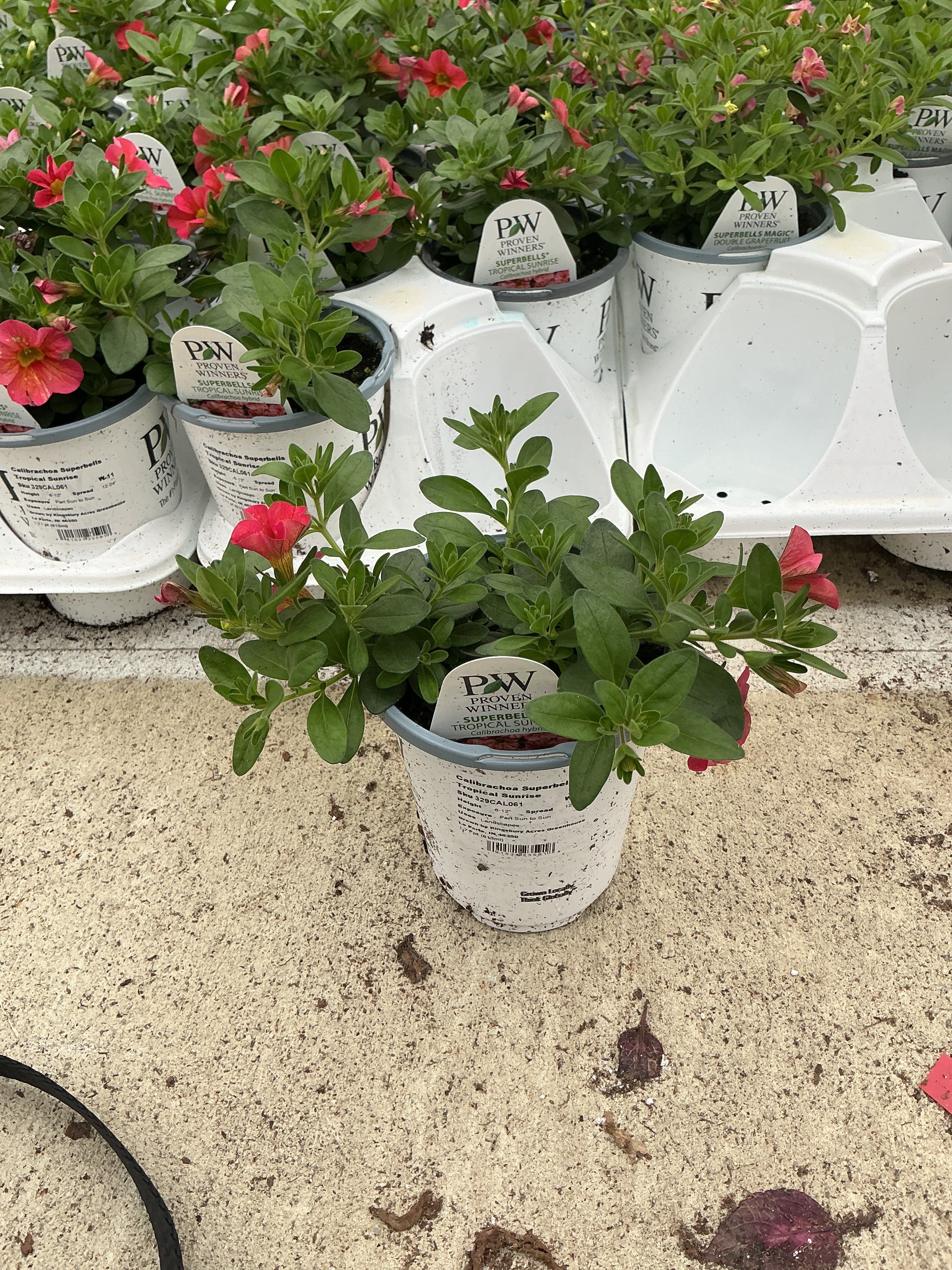 Calibrachoa Superbells Tropical Sunrise - 4.25" Proven Winners Annual