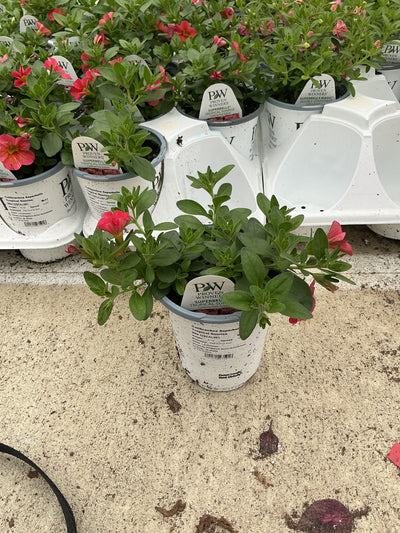 Calibrachoa Superbells Tropical Sunrise - 4.25" Proven Winners Annual