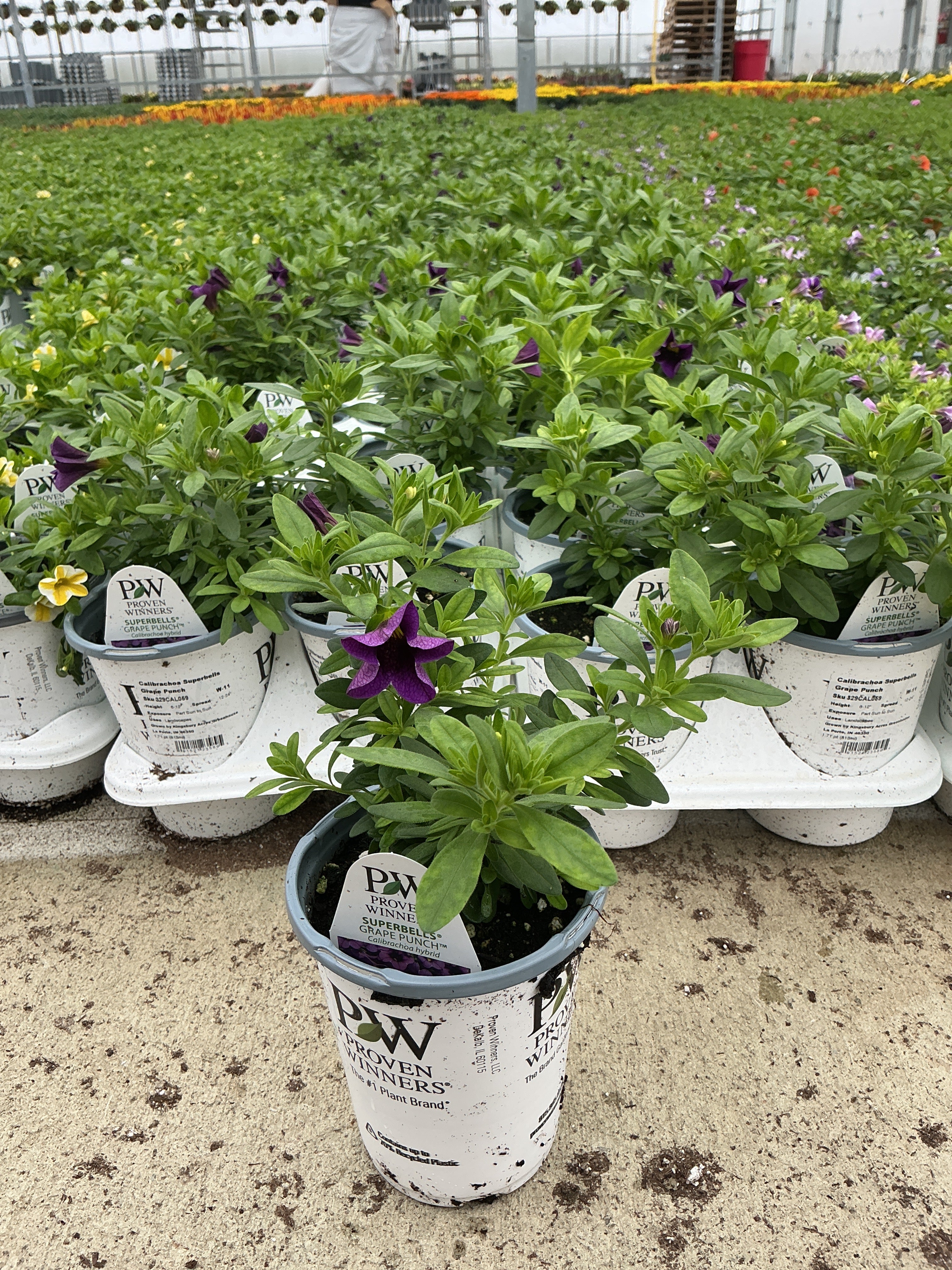 Calibrachoa Superbells Grape Punch - 4.25" Proven Winners Annual