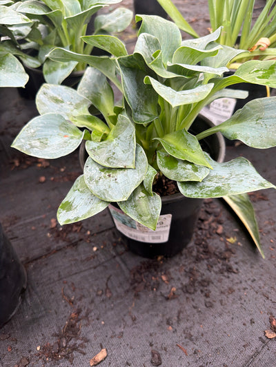 Hosta Plantain Lily Silver Bullet