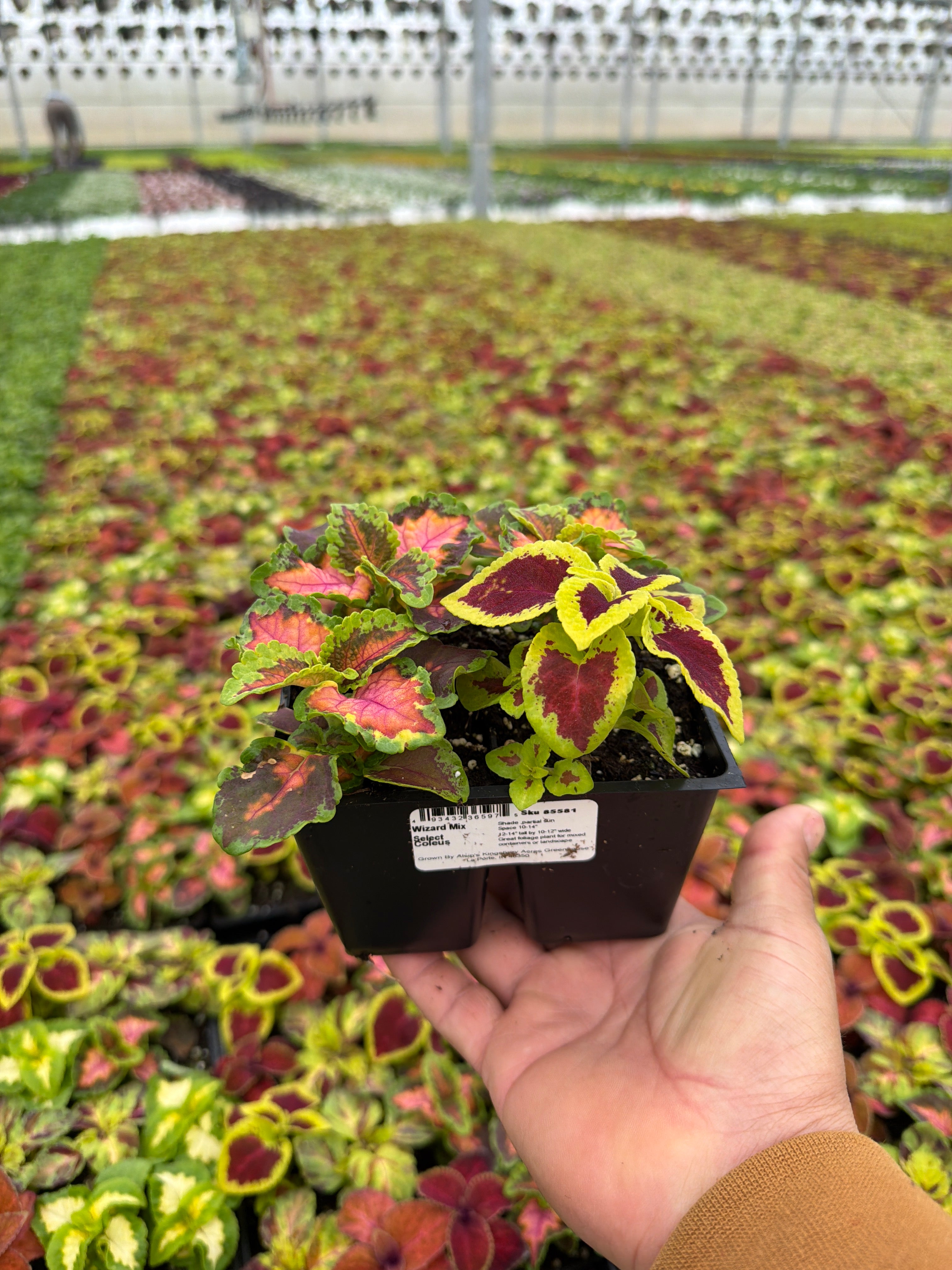 Coleus Wizard Mix - 4 Pack Annual