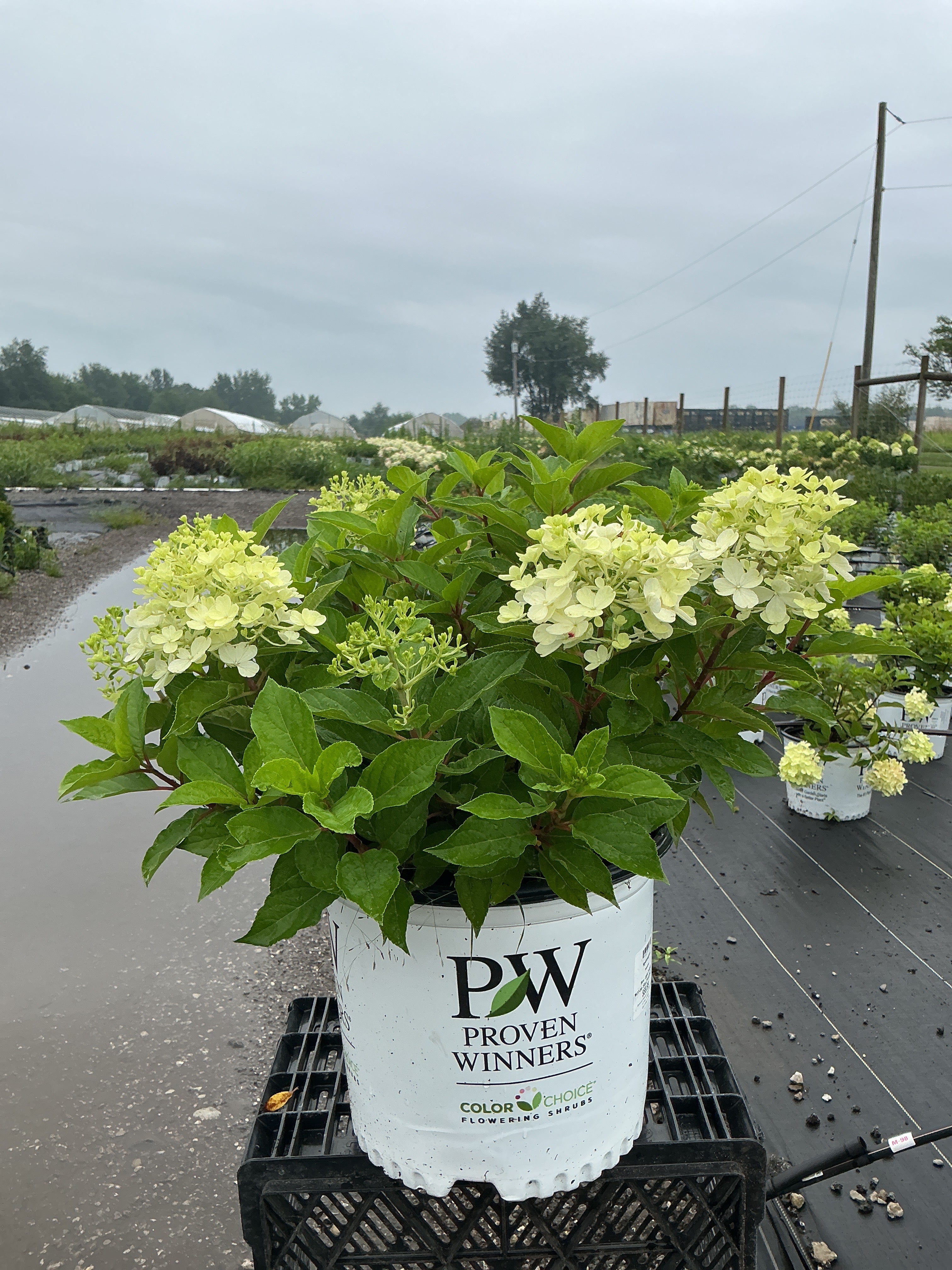 Hydrangea Fire Light Tidbit