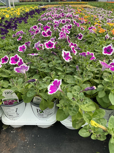 Petunia Supertunia Hoopla Vivid Orchid - 4.25" Proven Winners Annual