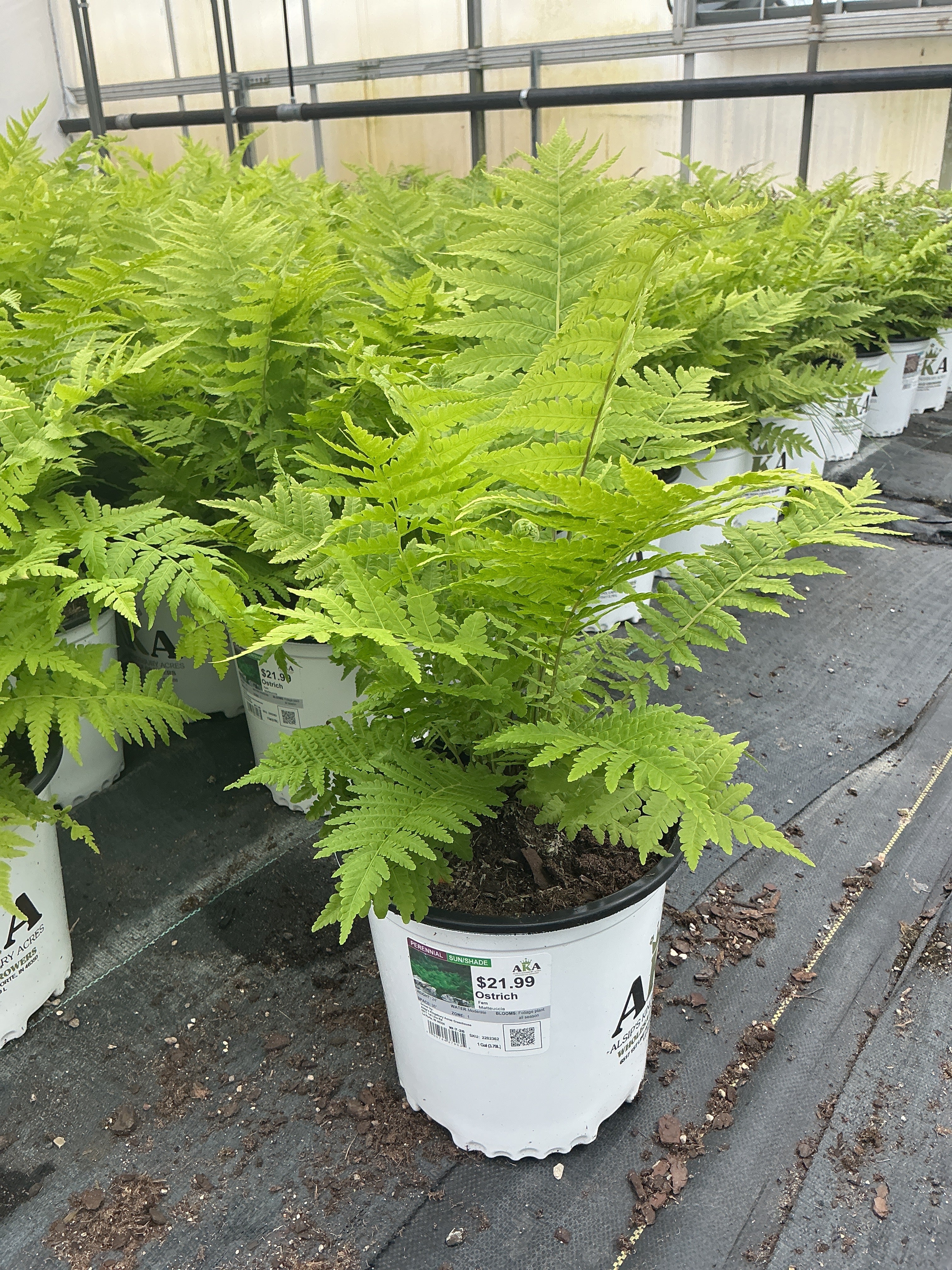 Matteuccia Ostrich Fern Ostrich (struthiopteris)