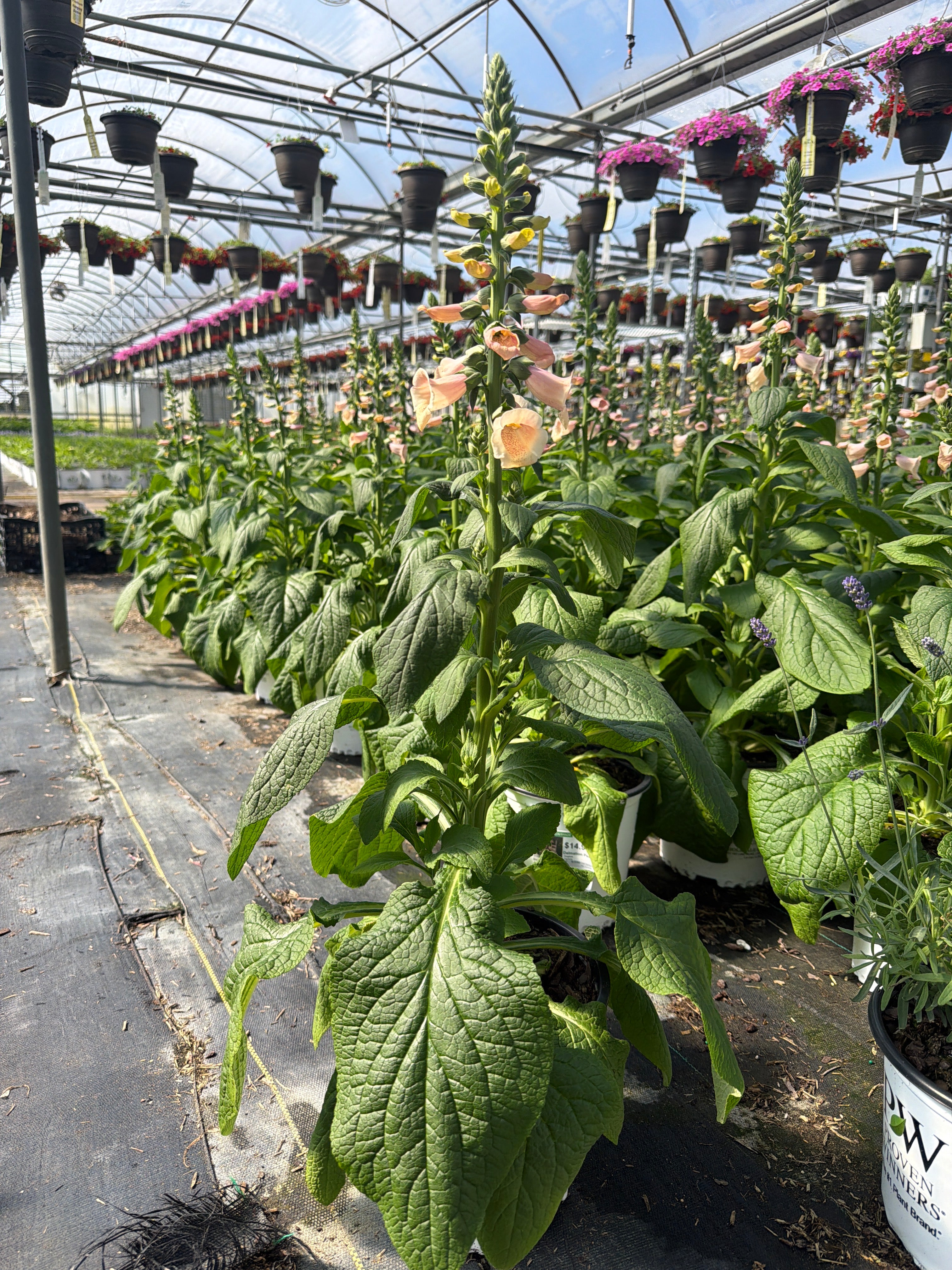 Digitalis Foxglove Dalmatian Peach