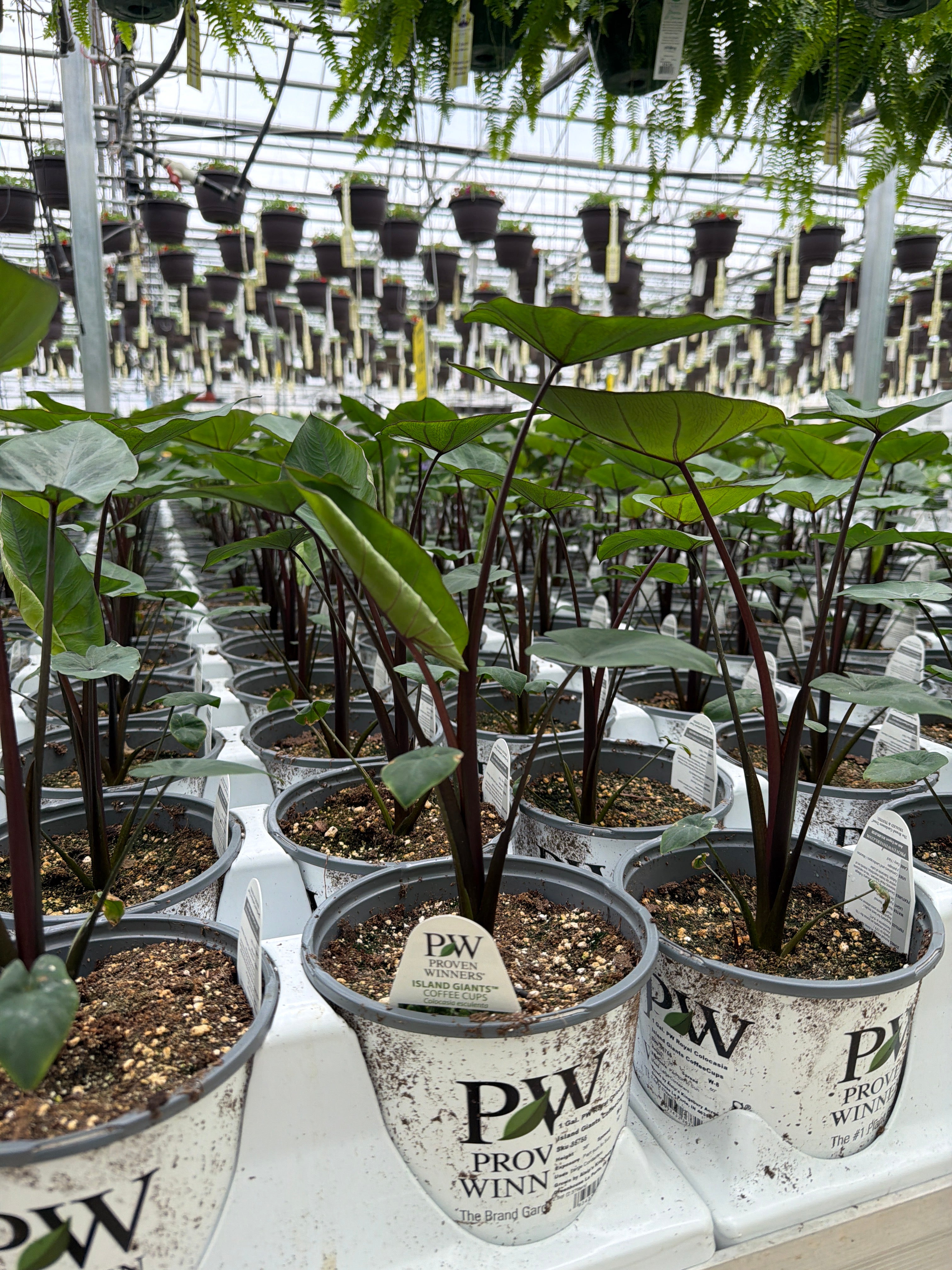 Colocasia Island Giants Coffee Cups - 1 Gallon Proven Winners Annual