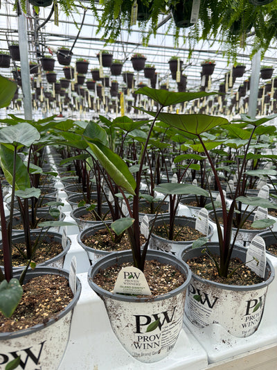Colocasia Island Giants Coffee Cups - 1 Gallon Proven Winners Annual