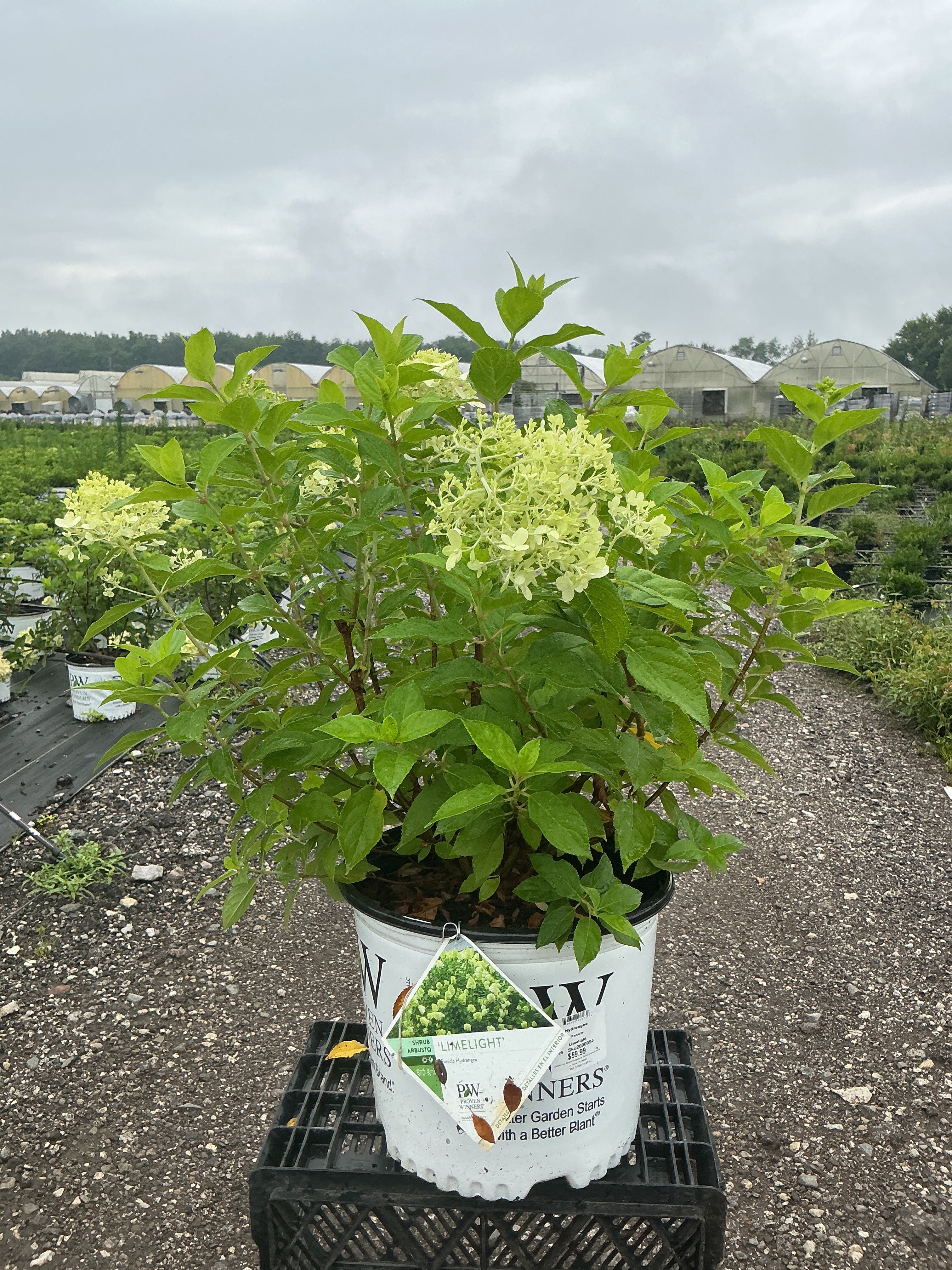 Hydrangea Limelight