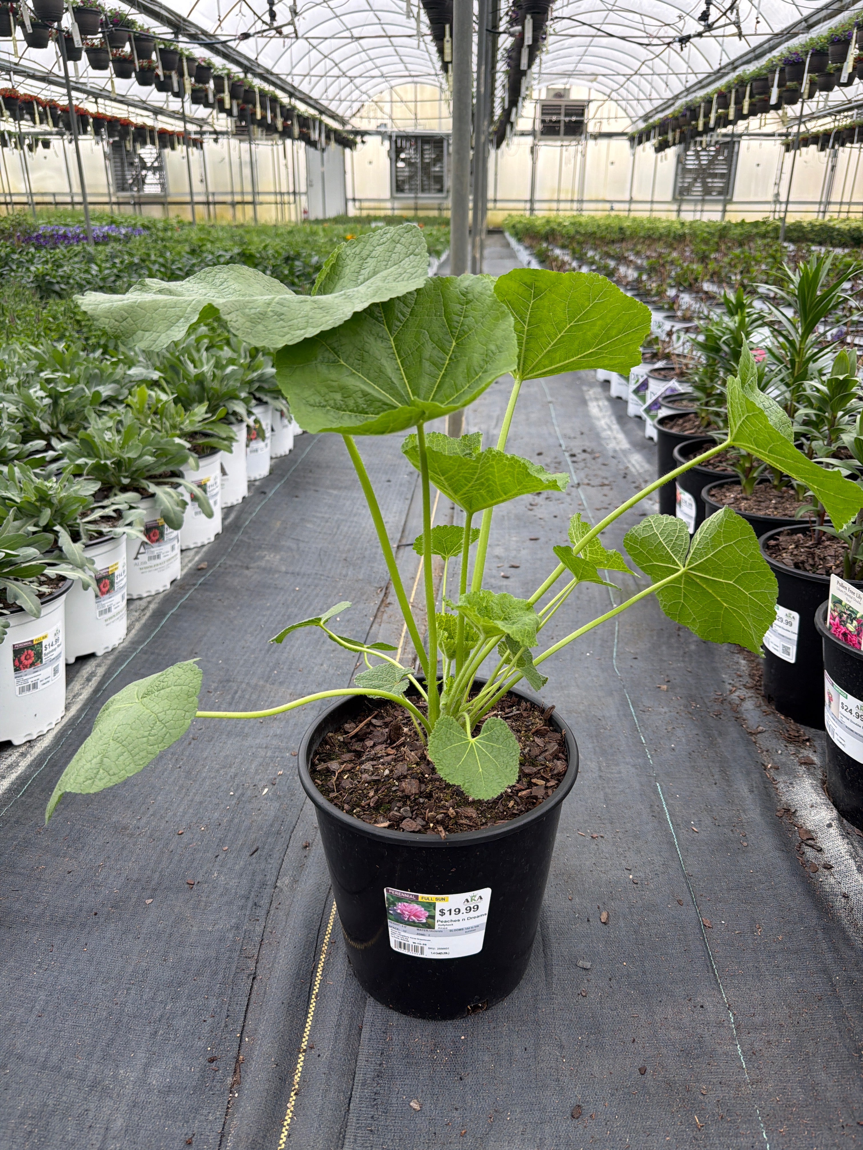 Alcea Hollyhock Peaches n Dreams