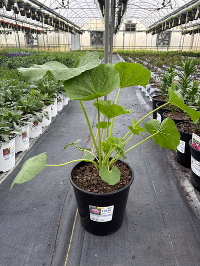 Alcea Hollyhock Peaches n Dreams