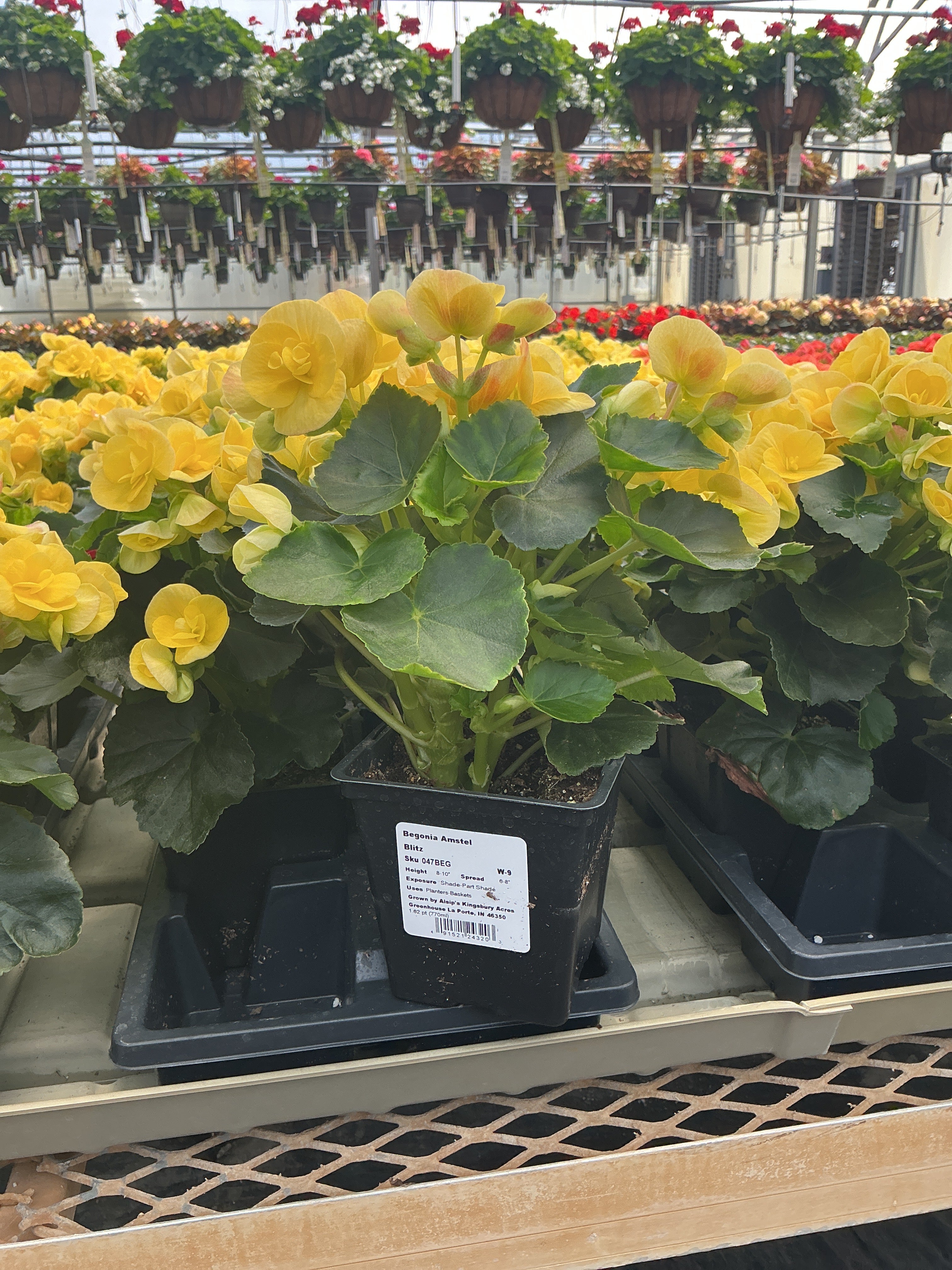 Begonia Amstel Blitz - 4.5" Potted Begonia