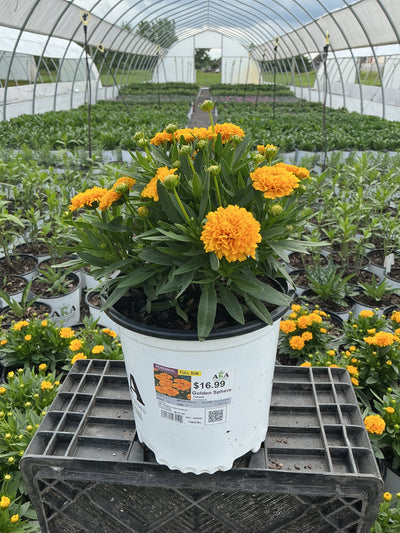 Coreopsis Tickseed Solanna Golden Sphere