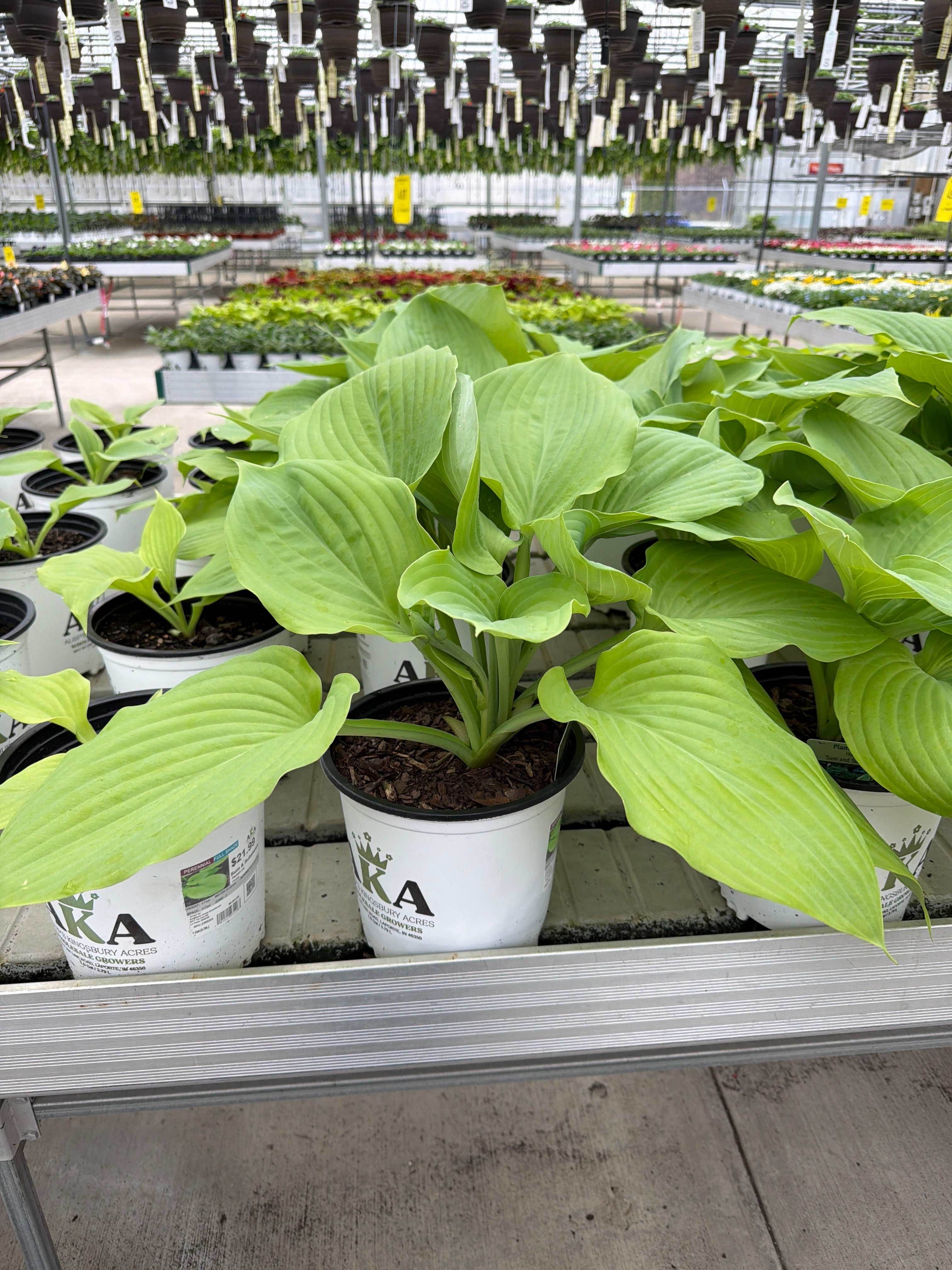 Hosta Plantain Lily Sum & Substance