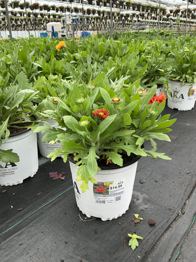 Gaillardia Blanket Flower Arizona Red Shades