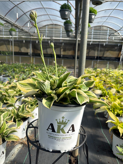 Hosta Plantain Lily Wide Brim