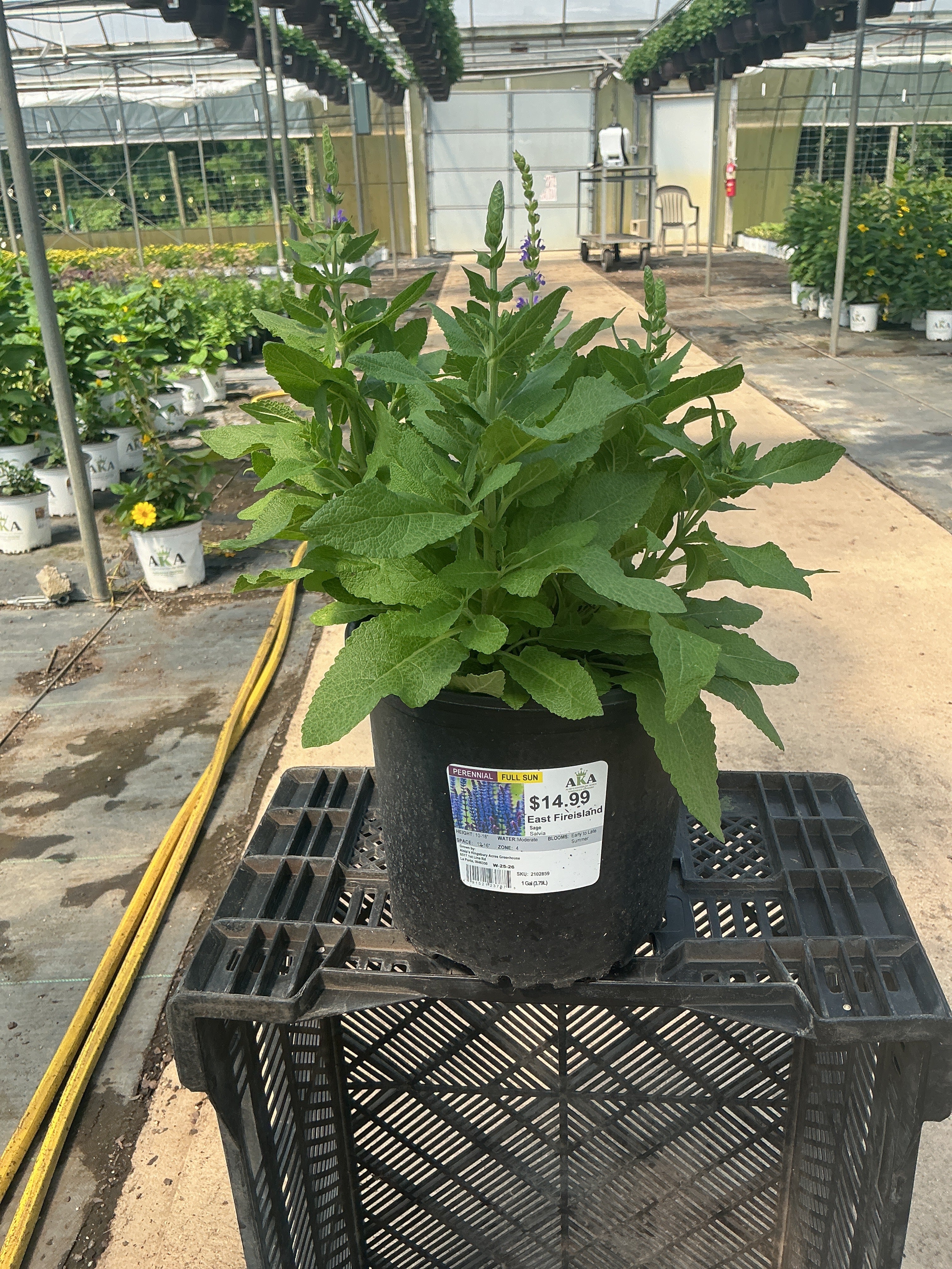 Salvia Sage East Fireisland
