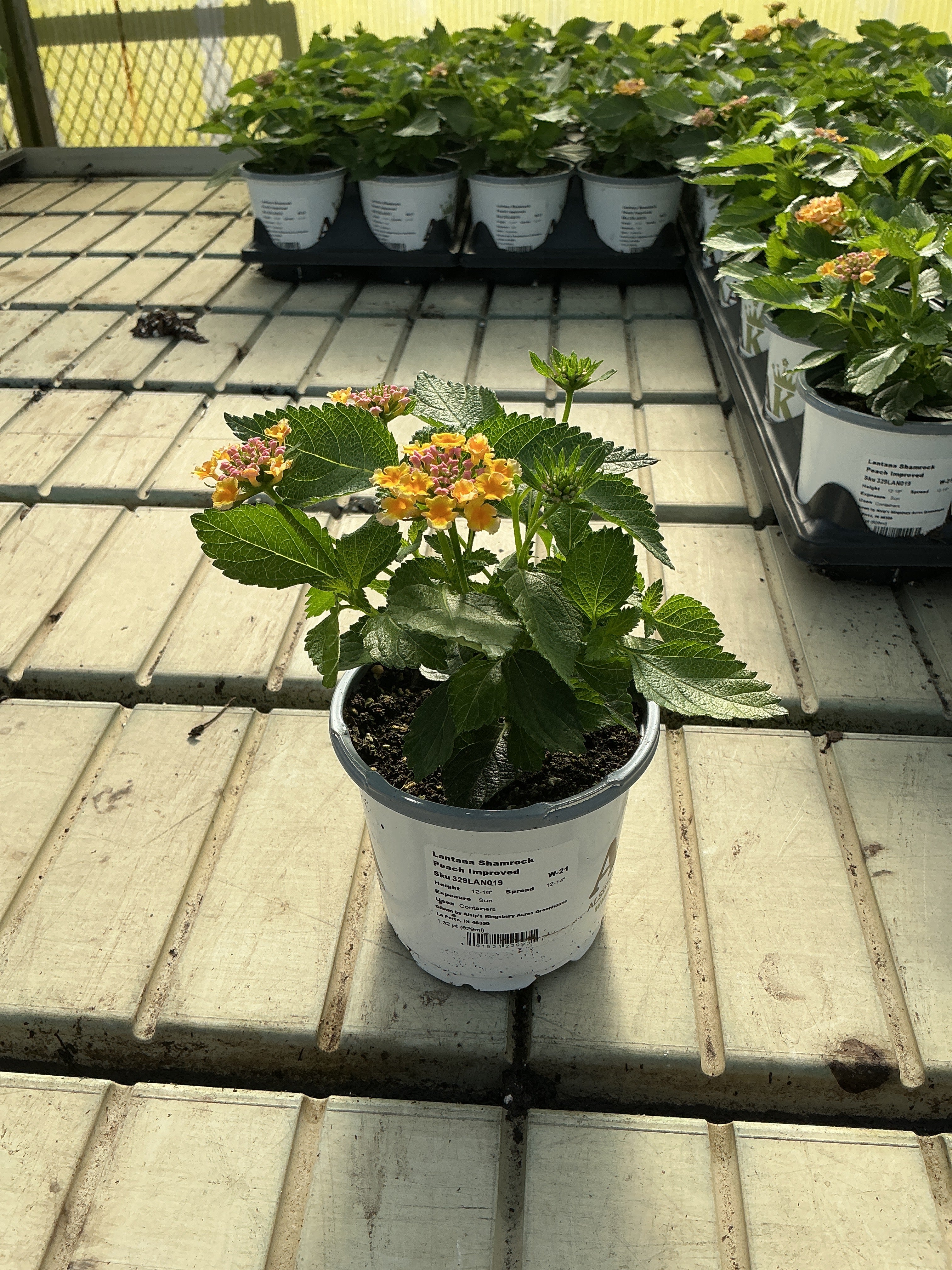 Lantana Shamrock Peach - 4.33" Premium Annual
