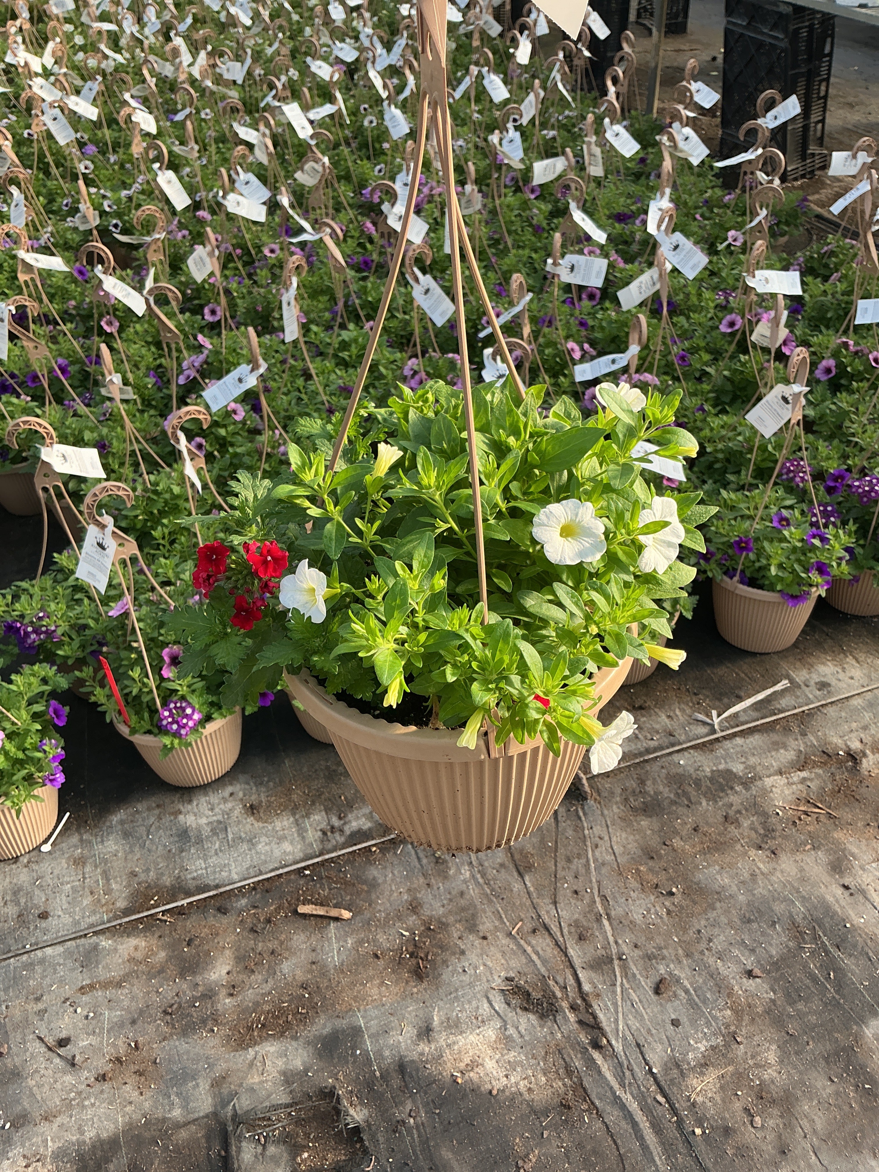 Confetti Peppermint Candy - 8" Combination Hanging Basket