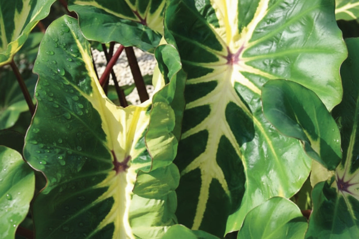 Colocasia Royal Hawaiian White Lava - 6.3" Premium Thriller Annual