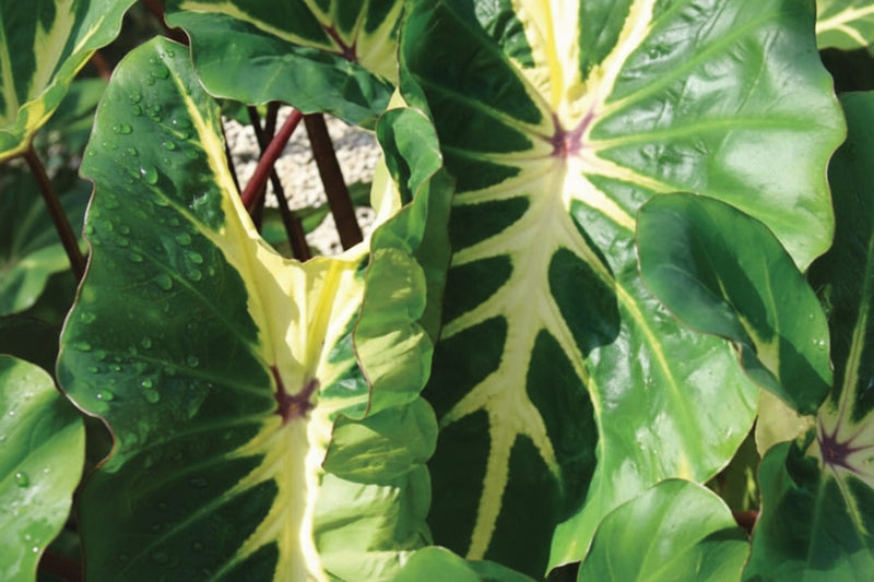 Colocasia Royal Hawaiian White Lava - 6.3" Premium Thriller Annual