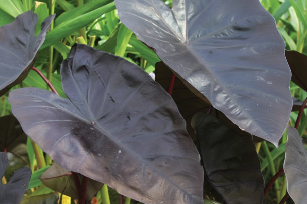 Colocasia Royal Hawaiian Diamond Head - 6.3" Premium Thriller Annual