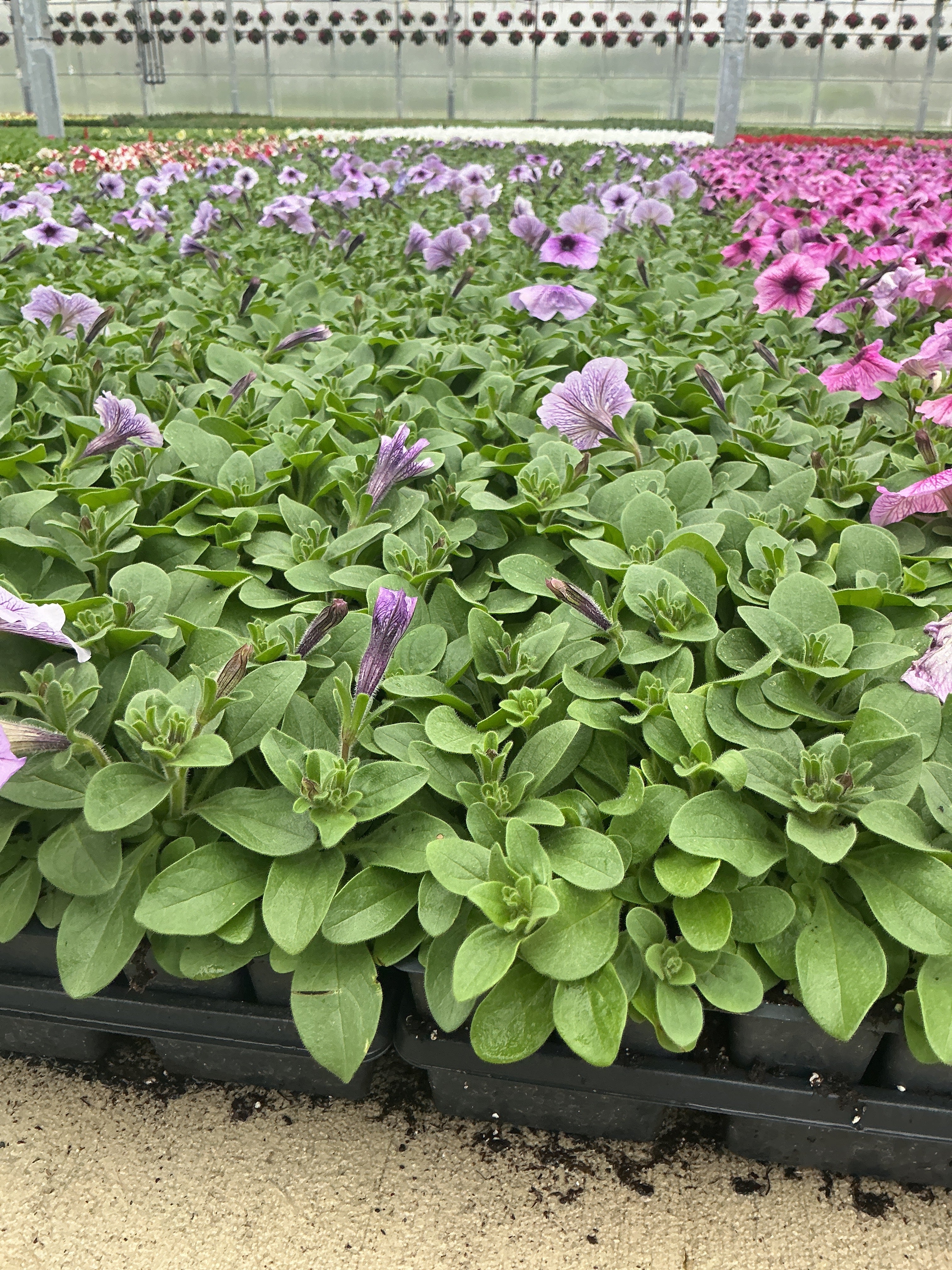 Petunia Madness Orchid - 4 Pack Annual