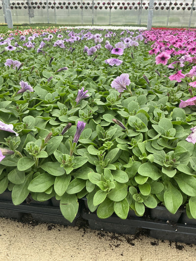 Petunia Madness Orchid - 4 Pack Annual