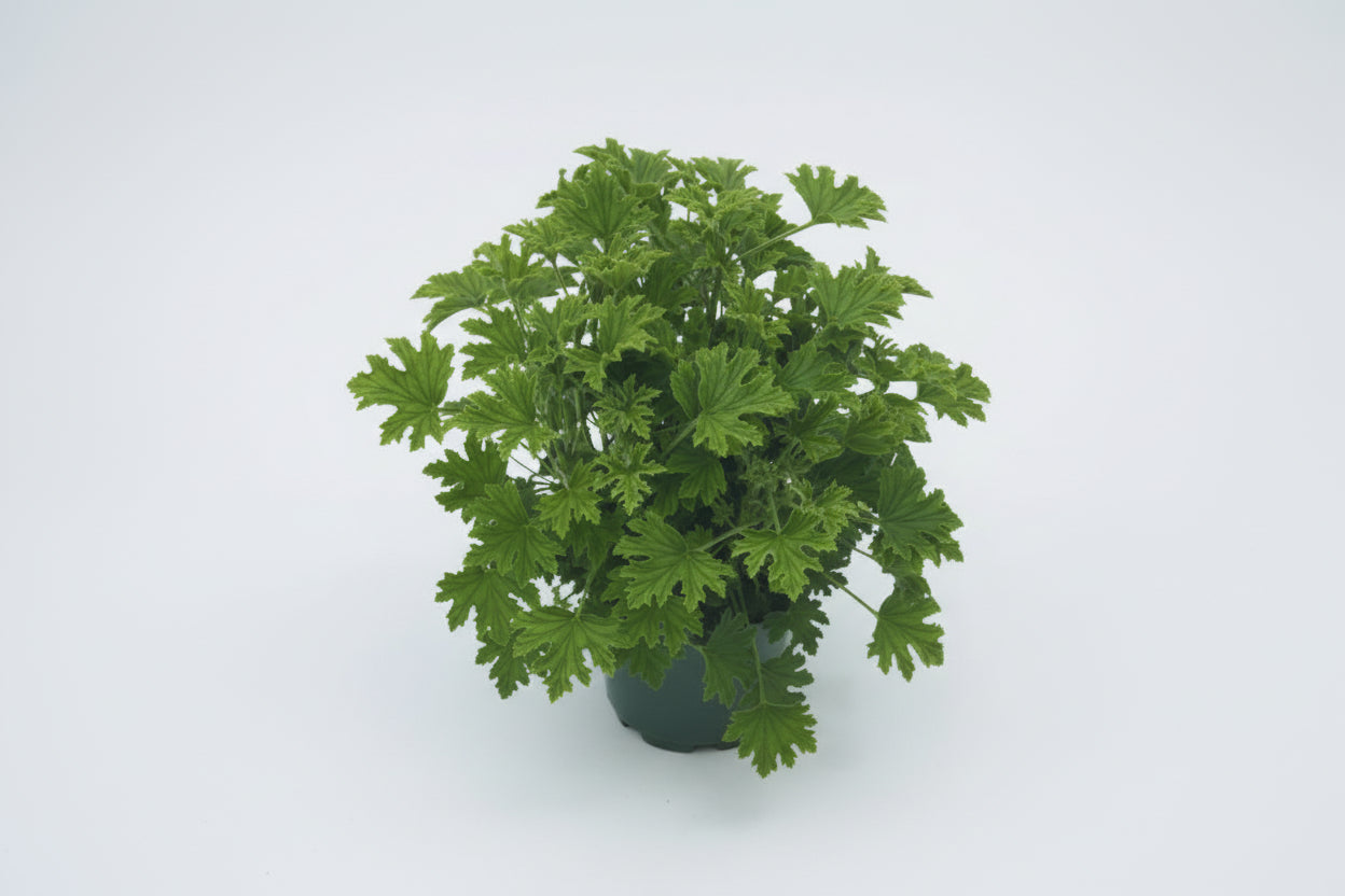 Citronella - 5" Premium Annual