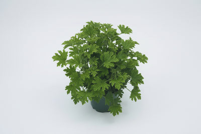Citronella - 5" Premium Annual