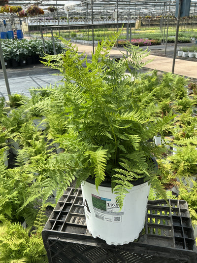 Athyrium Lady Fern