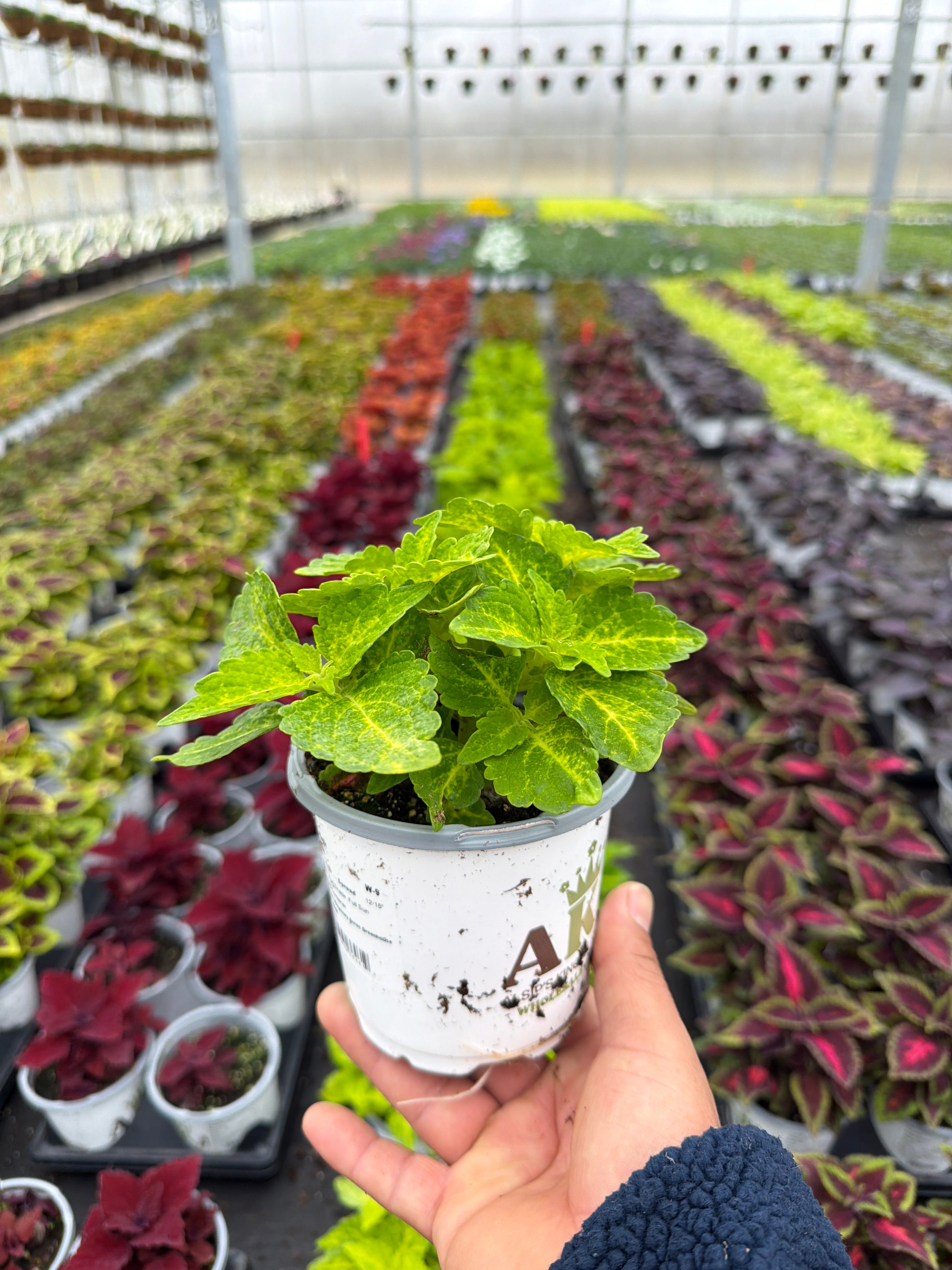 Coleus River Walk - 4.33" Premium Annual