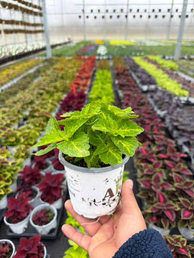 Coleus River Walk - 4.33" Premium Annual