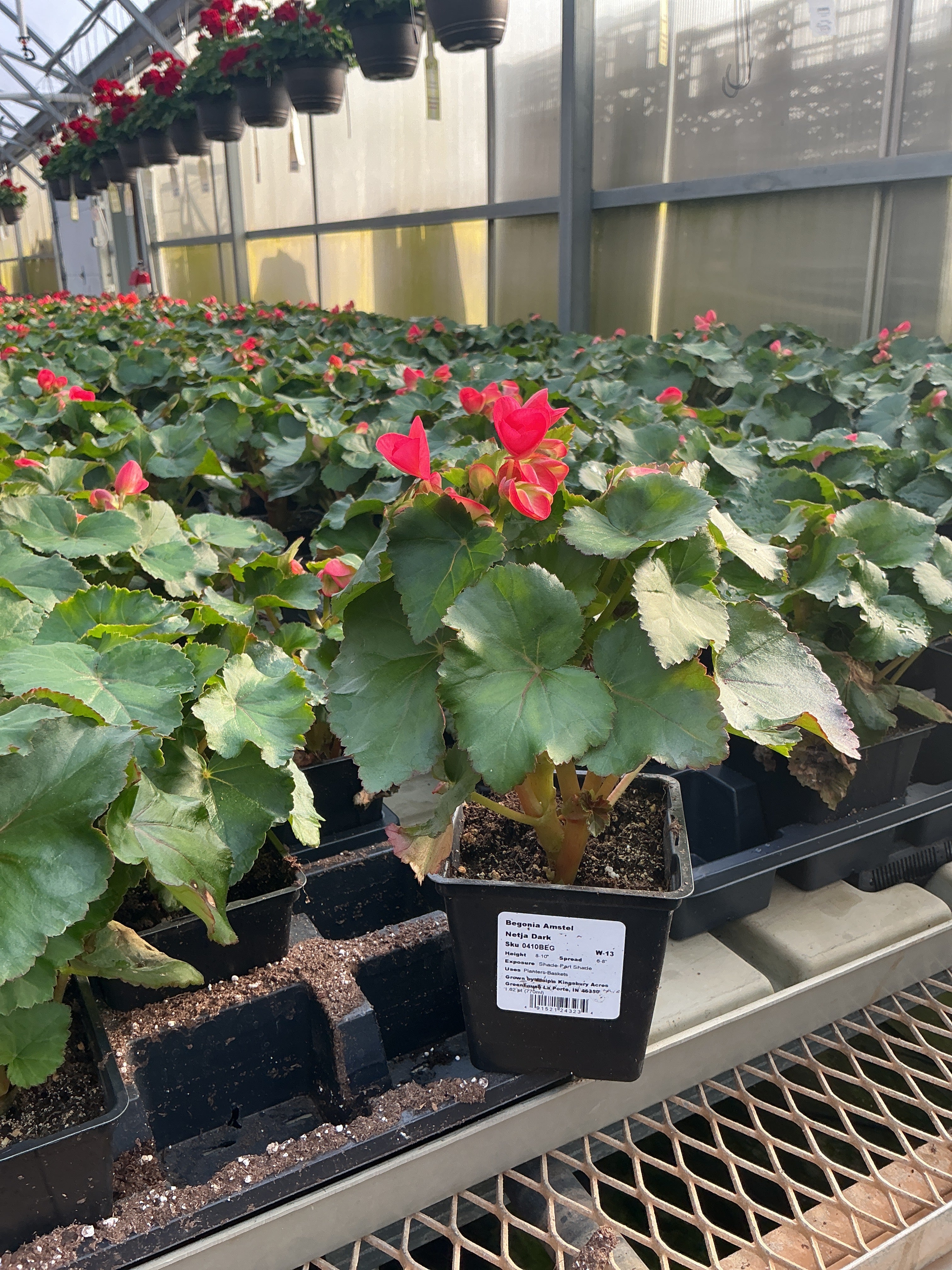 Begonia Amstel Netja Dark - 4.5" Potted Begonia