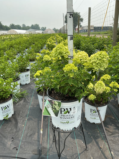 Hydrangea Little Lime
